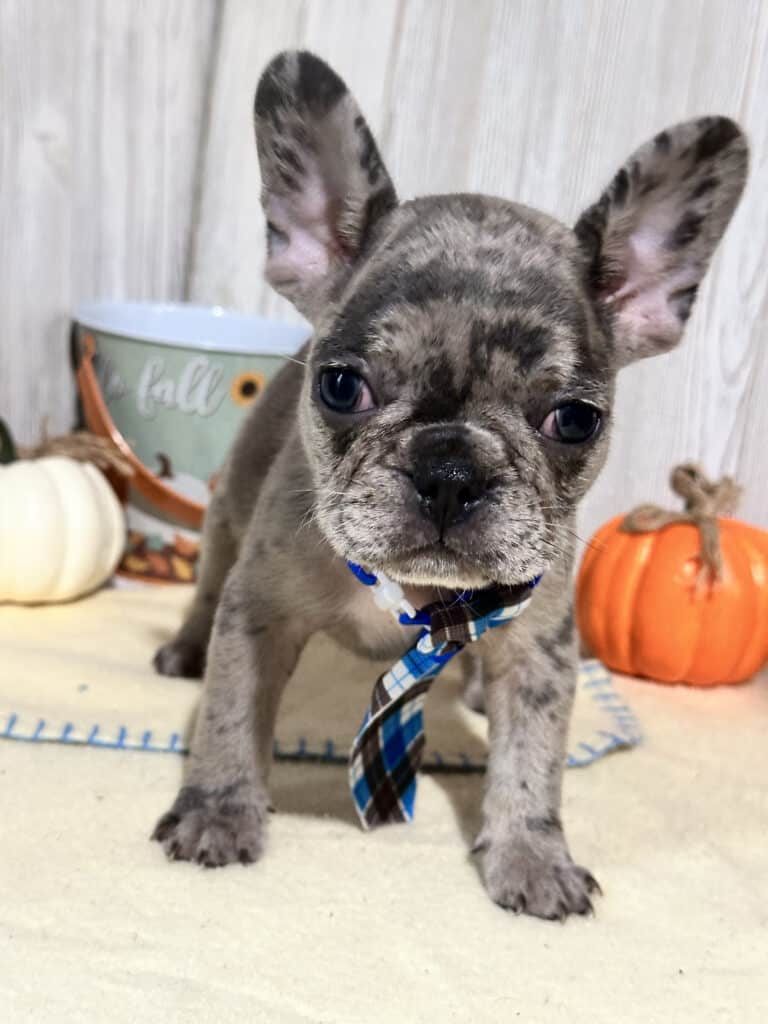 Ned | Blue Merle French Bulldog Male | Available in Nov 2025