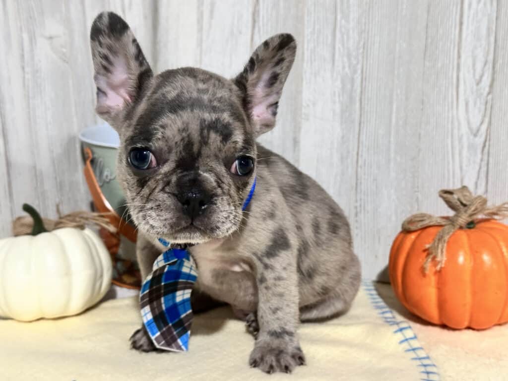 Ned | Blue Merle French Bulldog Male | Available in Nov 2025