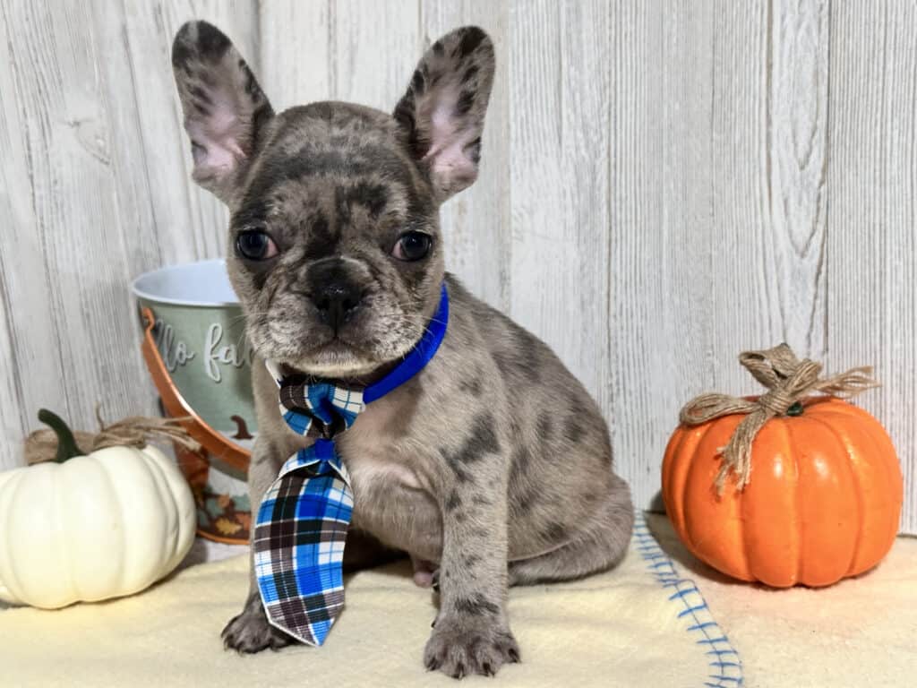 Ned | Blue Merle French Bulldog Male | Available in Nov 2025