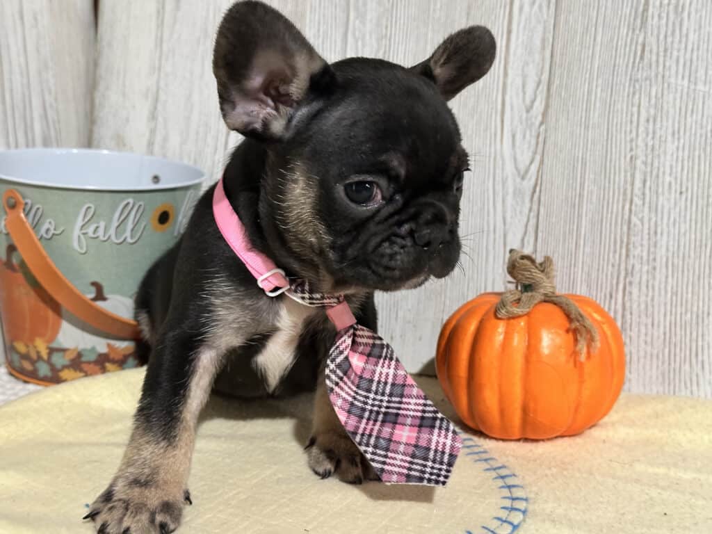 Nemo | Black & Tan French Bulldog Male | Available in Nov 2025