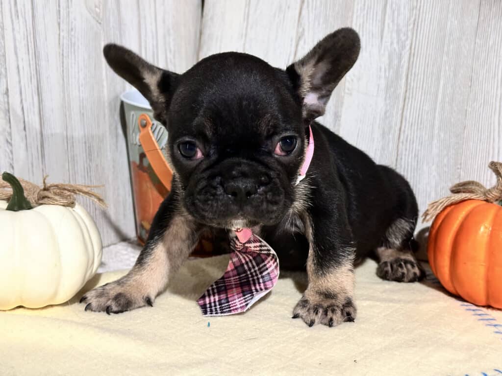 Nemo | Black & Tan French Bulldog Male | Available in Nov 2025