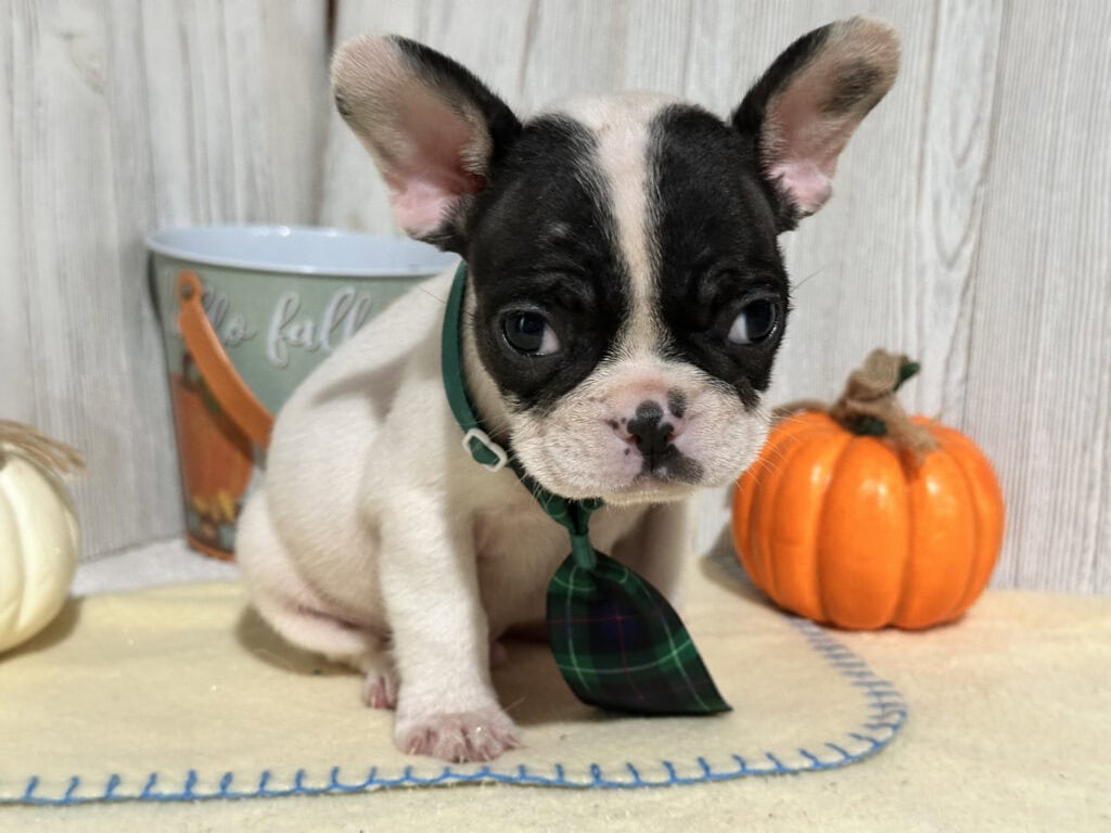 Nathan | Brindle Pied French Bulldog Male | Available in Nov 2025