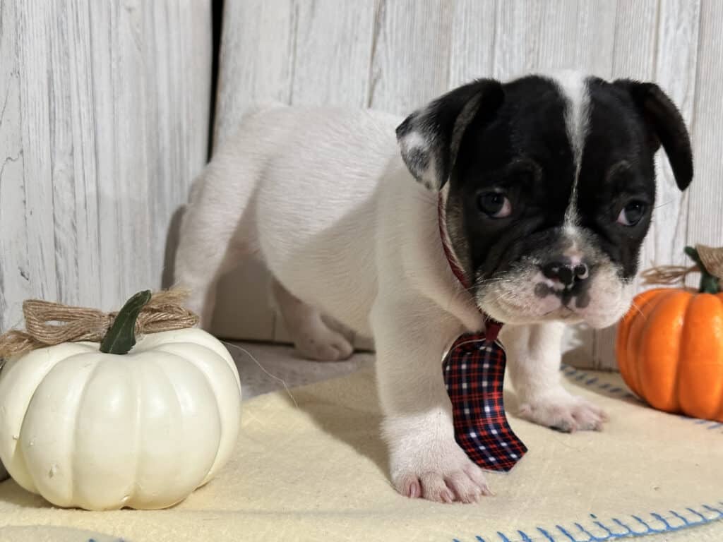 Nash | Brindle Pied French Bulldog Male | Available in Nov 2025