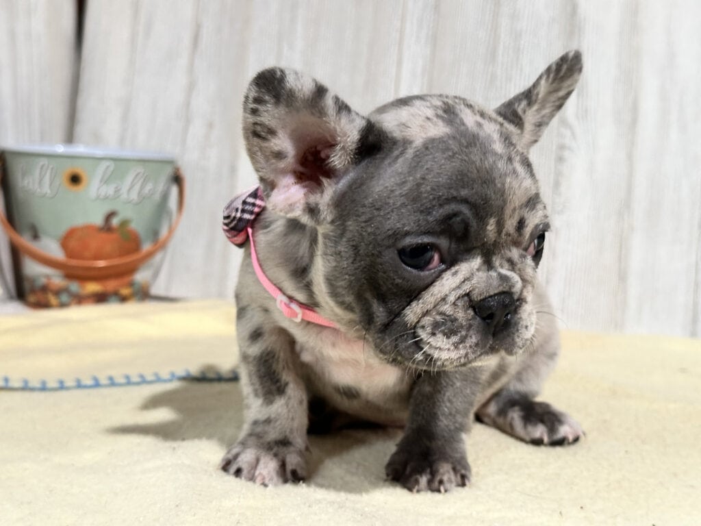 Nikita | Blue Merle French Bulldog Female | Available in Nov 2025
