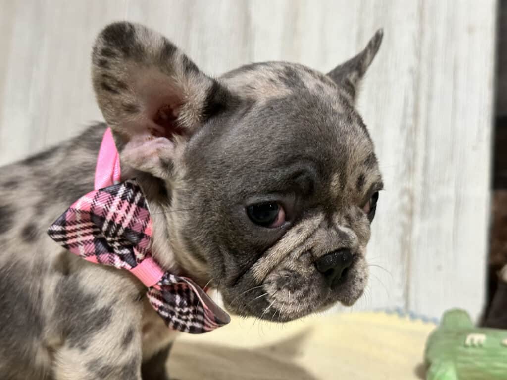 Nikita | Blue Merle French Bulldog Female | Available in Nov 2025