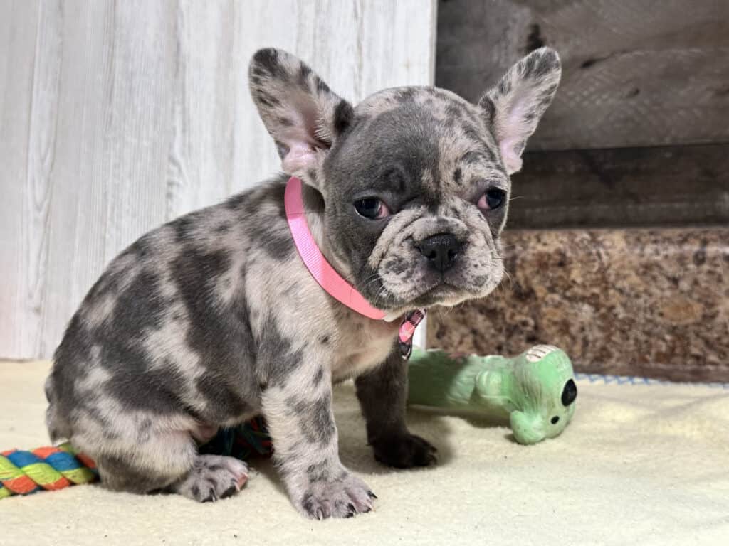 Nikita | Blue Merle French Bulldog Female | Available in Nov 2025