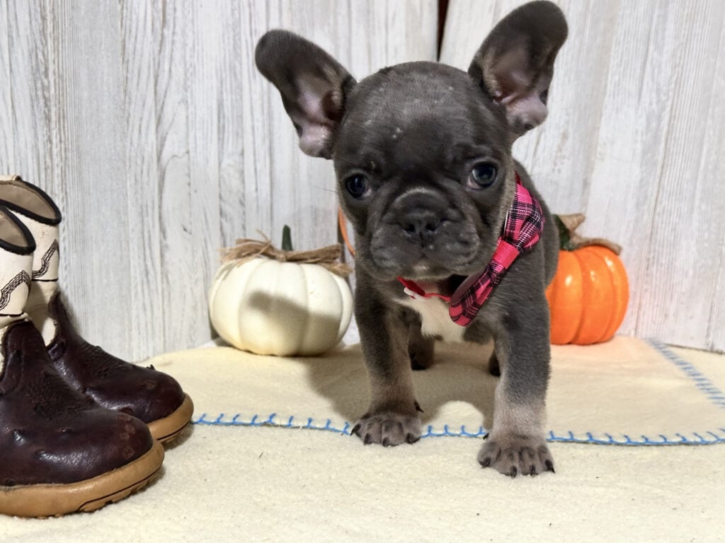 Nutella | Blue & Tan French Bulldog Female | Available in Nov 2025