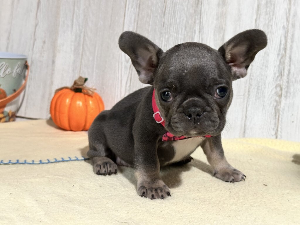 Nutella | Blue & Tan French Bulldog Female | Available in Nov 2025
