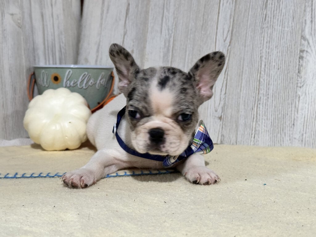 Nina | Blue Merle Pied French Bulldog Female | Available in Nov 2025