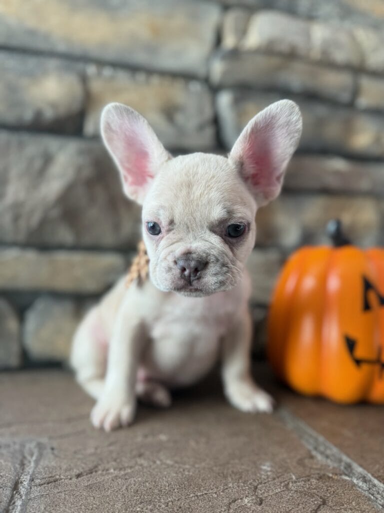 Kipling | Lilac Fawn French Bulldog Male | Available in Oct 2025