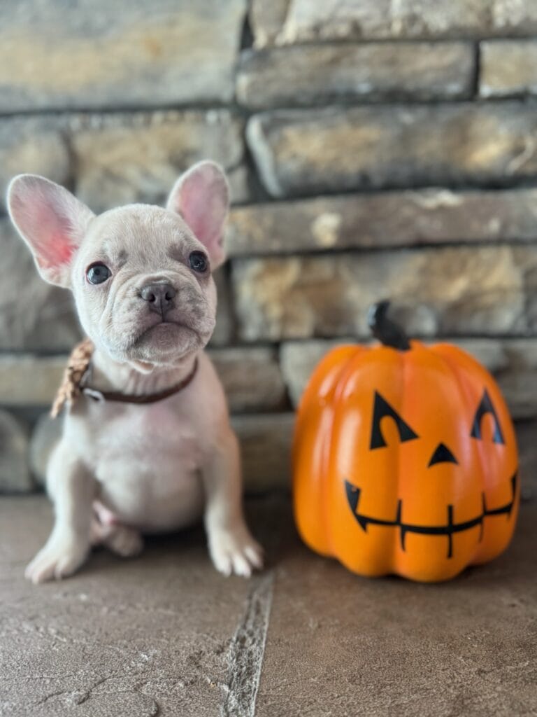 Kipling | Lilac Fawn French Bulldog Male | Available in Oct 2025