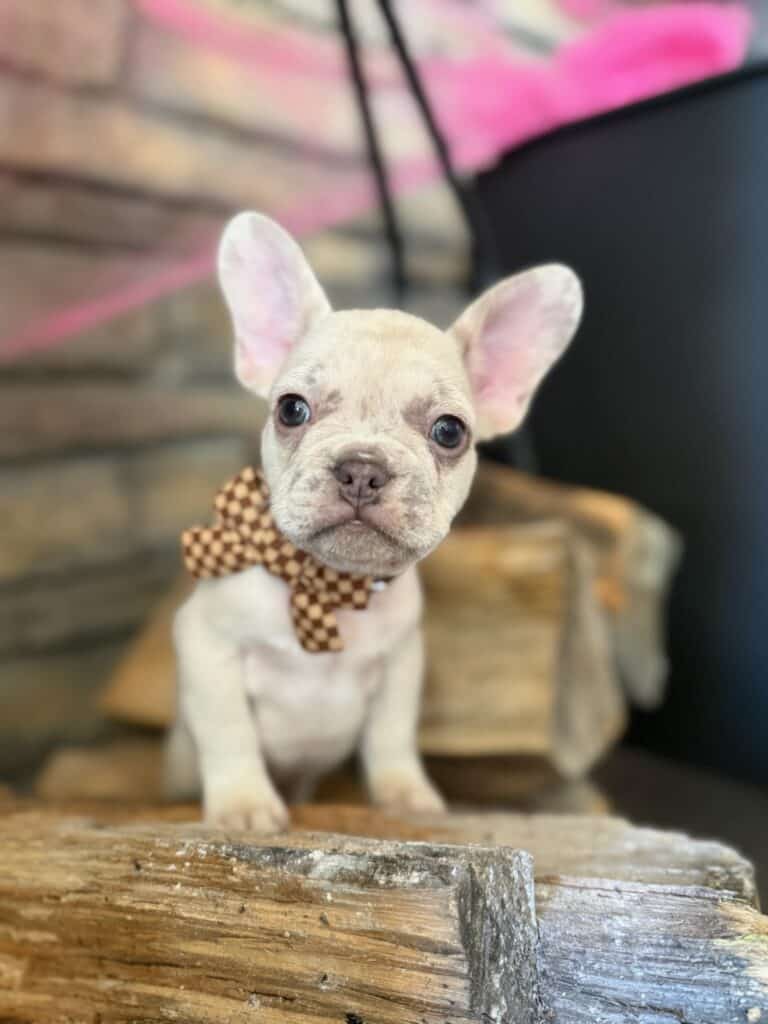 Kipling | Lilac Fawn French Bulldog Male | Available in Oct 2025