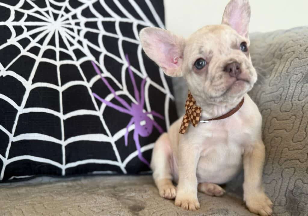 Kipling | Lilac Fawn French Bulldog Male | Available in Oct 2025