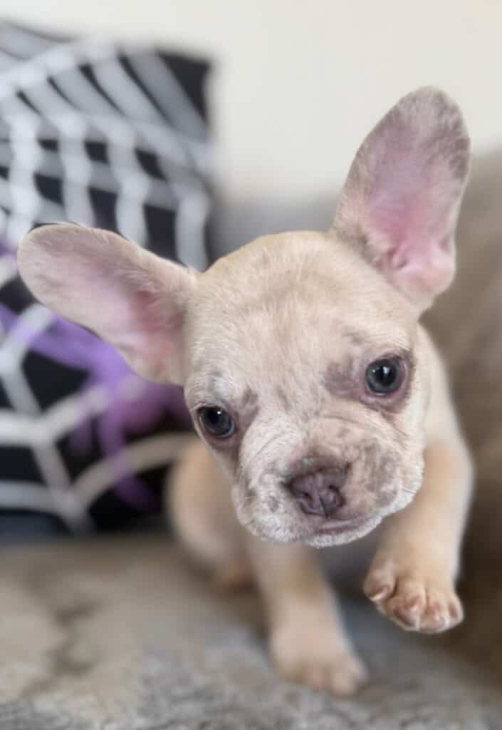 Kipling | Lilac Fawn French Bulldog Male | Available in Oct 2025