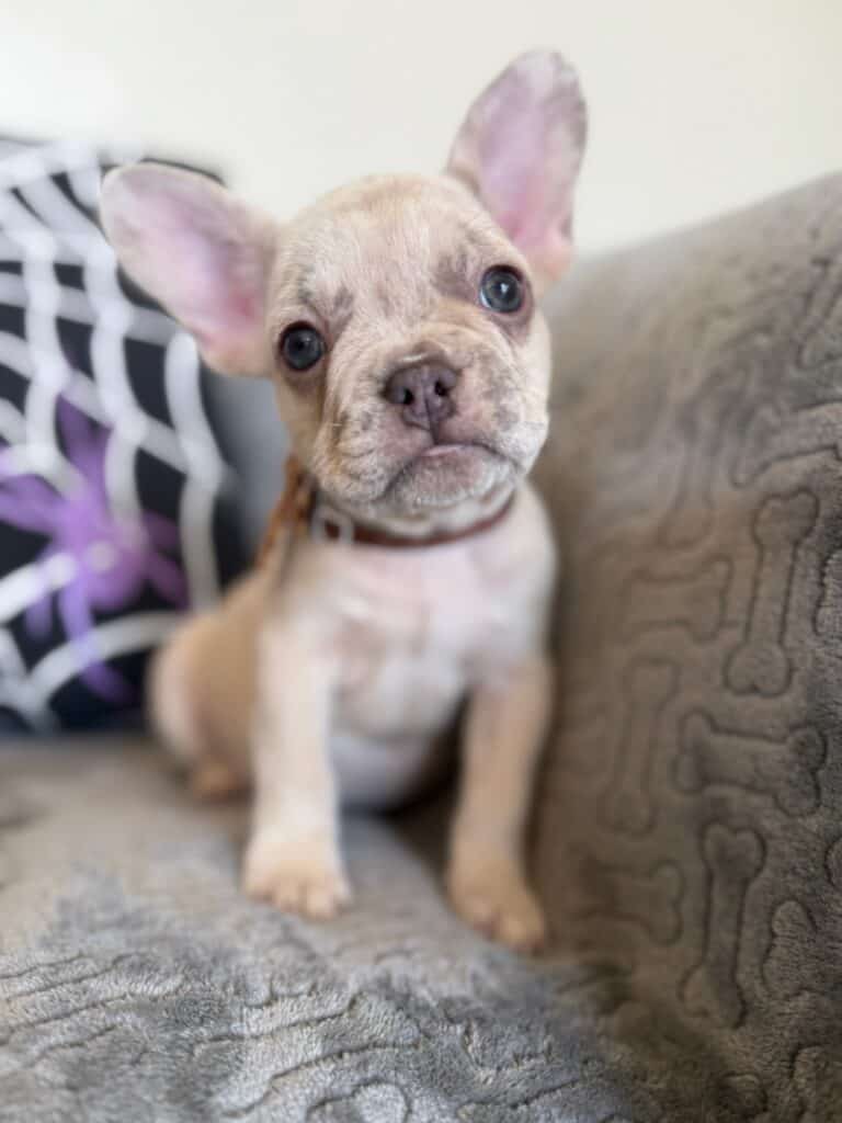 Kipling | Lilac Fawn French Bulldog Male | Available in Oct 2025
