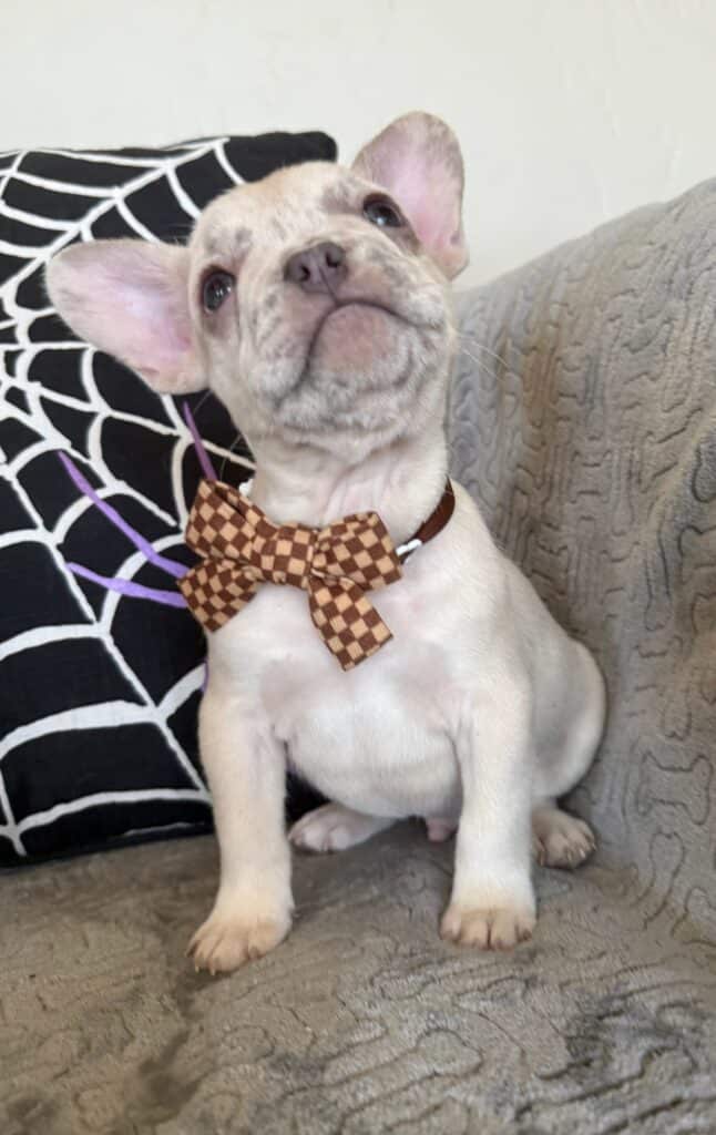 Kipling | Lilac Fawn French Bulldog Male | Available in Oct 2025