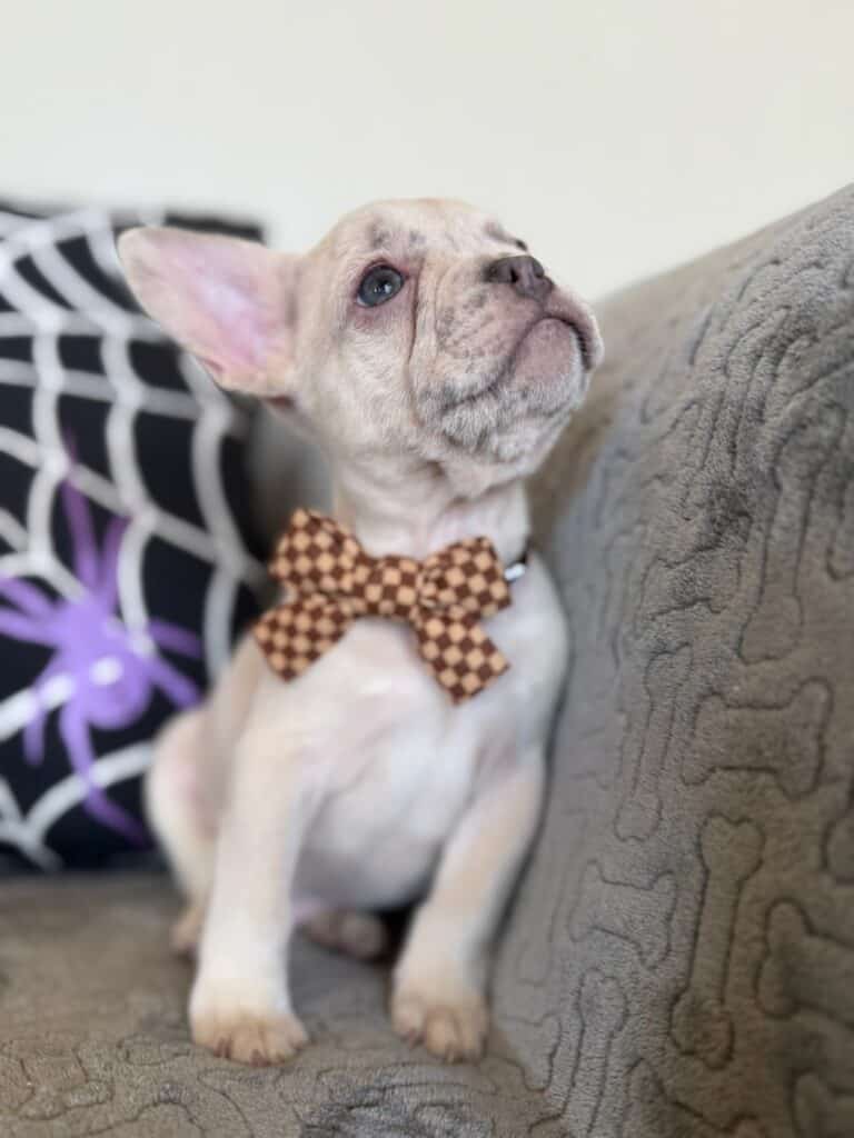 Kipling | Lilac Fawn French Bulldog Male | Available in Oct 2025