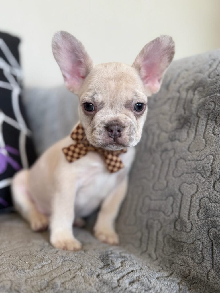 Kipling | Lilac Fawn French Bulldog Male | Available in Oct 2025