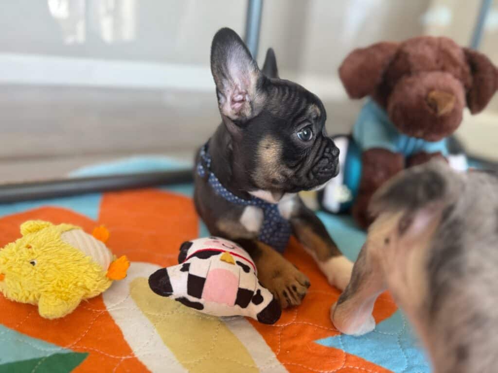 Mario | Black & Tan French Bulldog Male | Available in Nov 2025