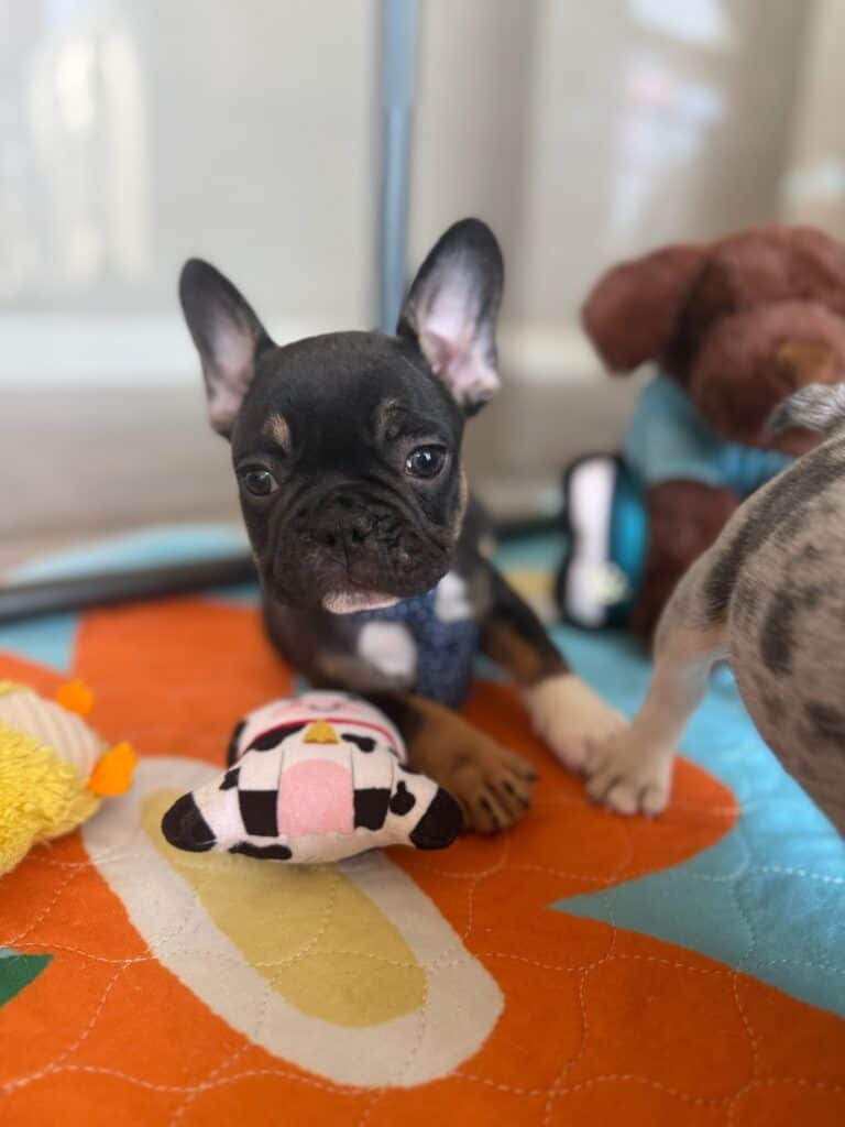Mario | Black & Tan French Bulldog Male | Available in Nov 2025