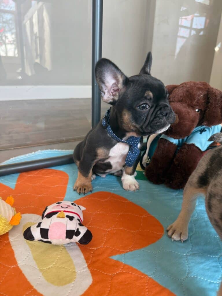 Mario | Black & Tan French Bulldog Male | Available in Nov 2025