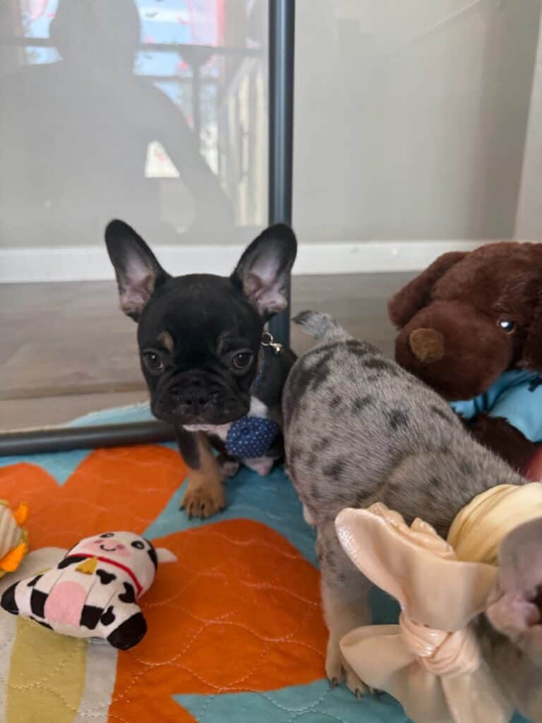 Mario | Black & Tan French Bulldog Male | Available in Nov 2025