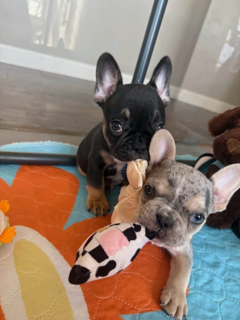 Mario | Black & Tan French Bulldog Male | Available in Nov 2025