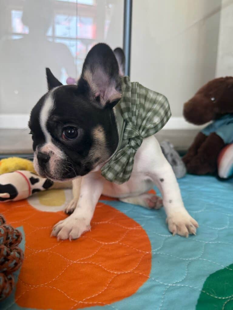 Miley | Brindle Pied French Bulldog Female | Available in Nov 2025