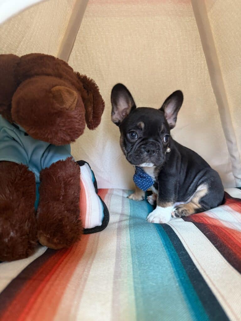 Mario | Black & Tan French Bulldog Male | Available in Nov 2025