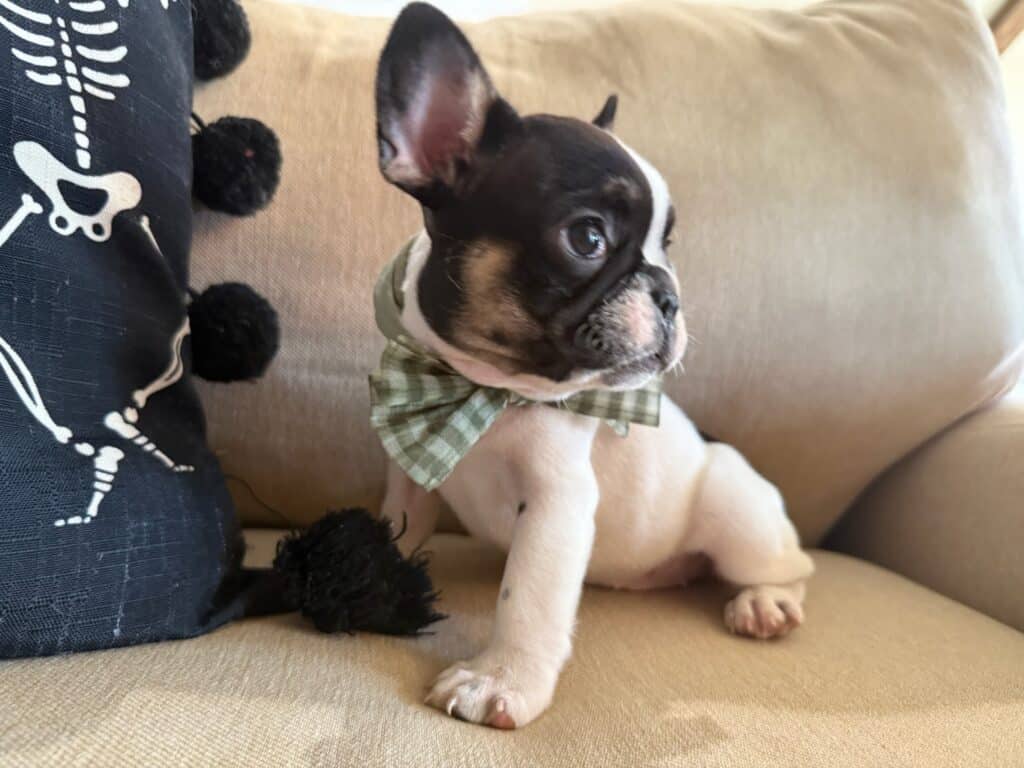 Miley | Brindle Pied French Bulldog Female | Available in Nov 2025