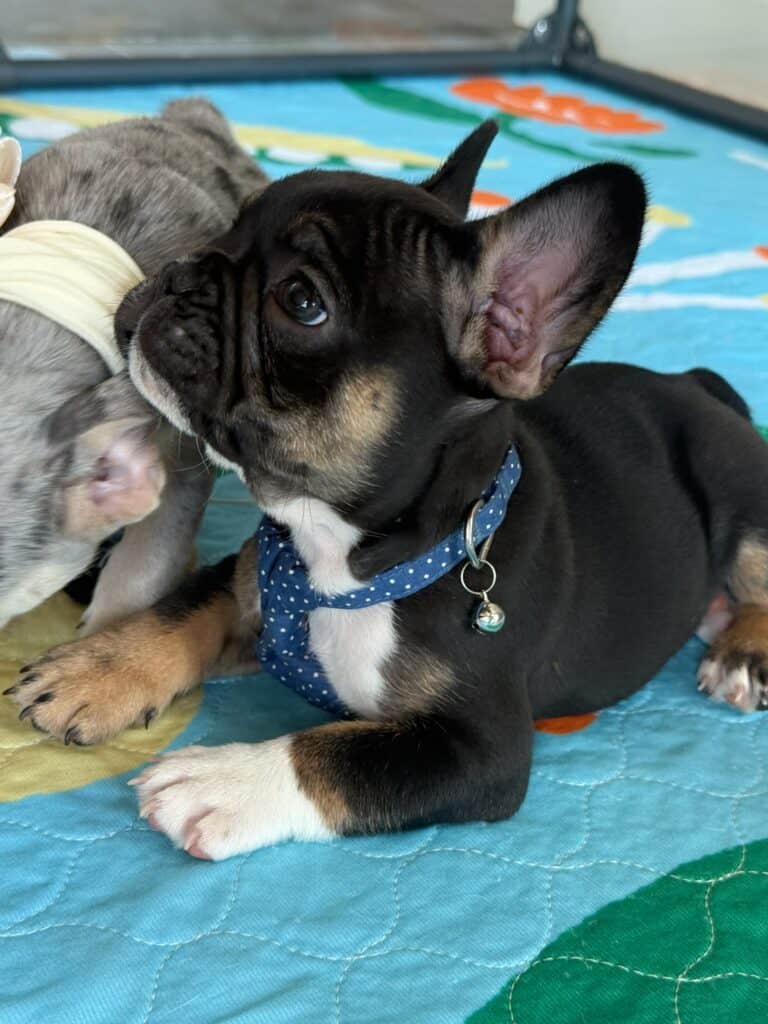 Mario | Black & Tan French Bulldog Male | Available in Nov 2025