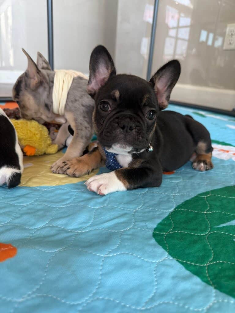 Mario | Black & Tan French Bulldog Male | Available in Nov 2025