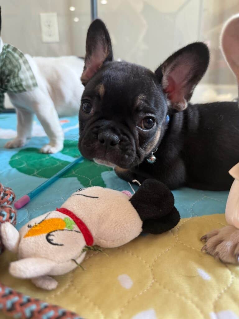 Mario | Black & Tan French Bulldog Male | Available in Nov 2025