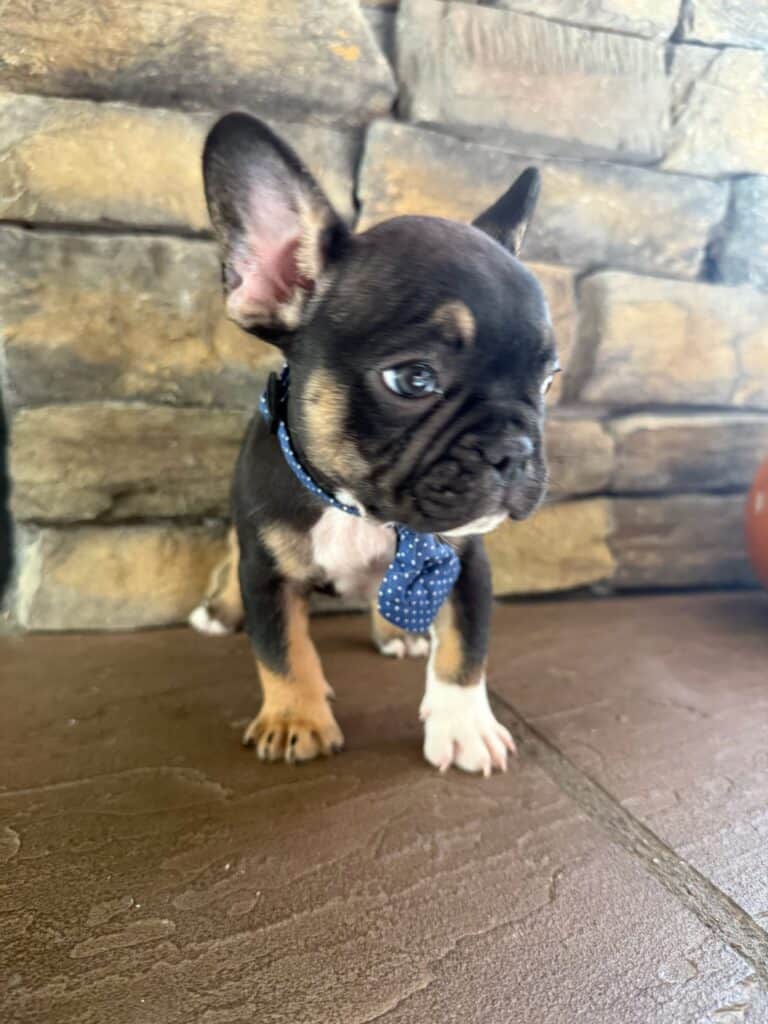 Mario | Black & Tan French Bulldog Male | Available in Nov 2025