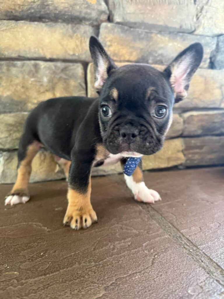 Mario | Black & Tan French Bulldog Male | Available in Nov 2025