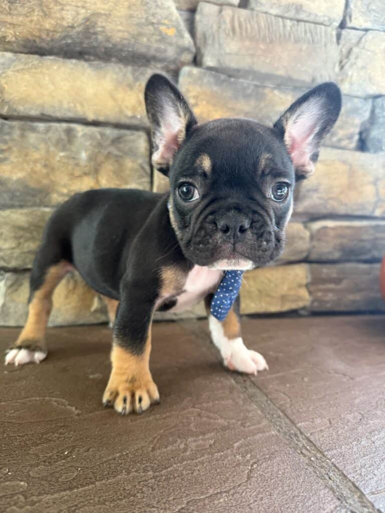 Mario | Black & Tan French Bulldog Male | Available in Nov 2025