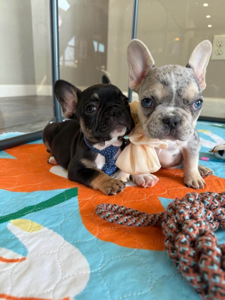 Mario | Black & Tan French Bulldog Male | Available in Nov 2025