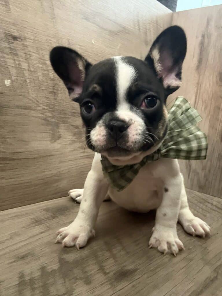Miley | Brindle Pied French Bulldog Female | Available in Nov 2025