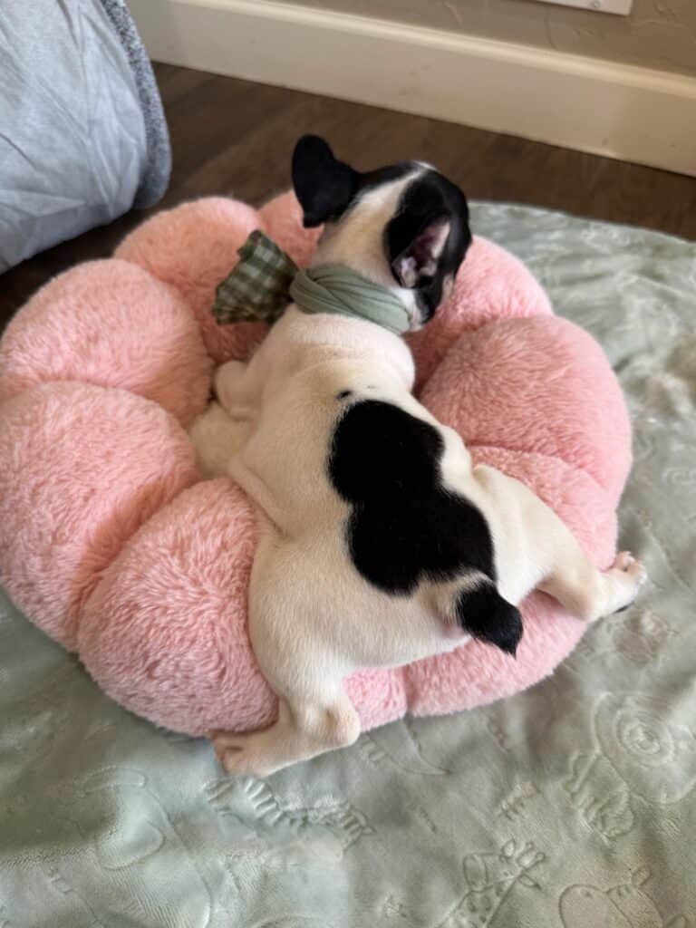 Miley | Brindle Pied French Bulldog Female | Available in Nov 2025