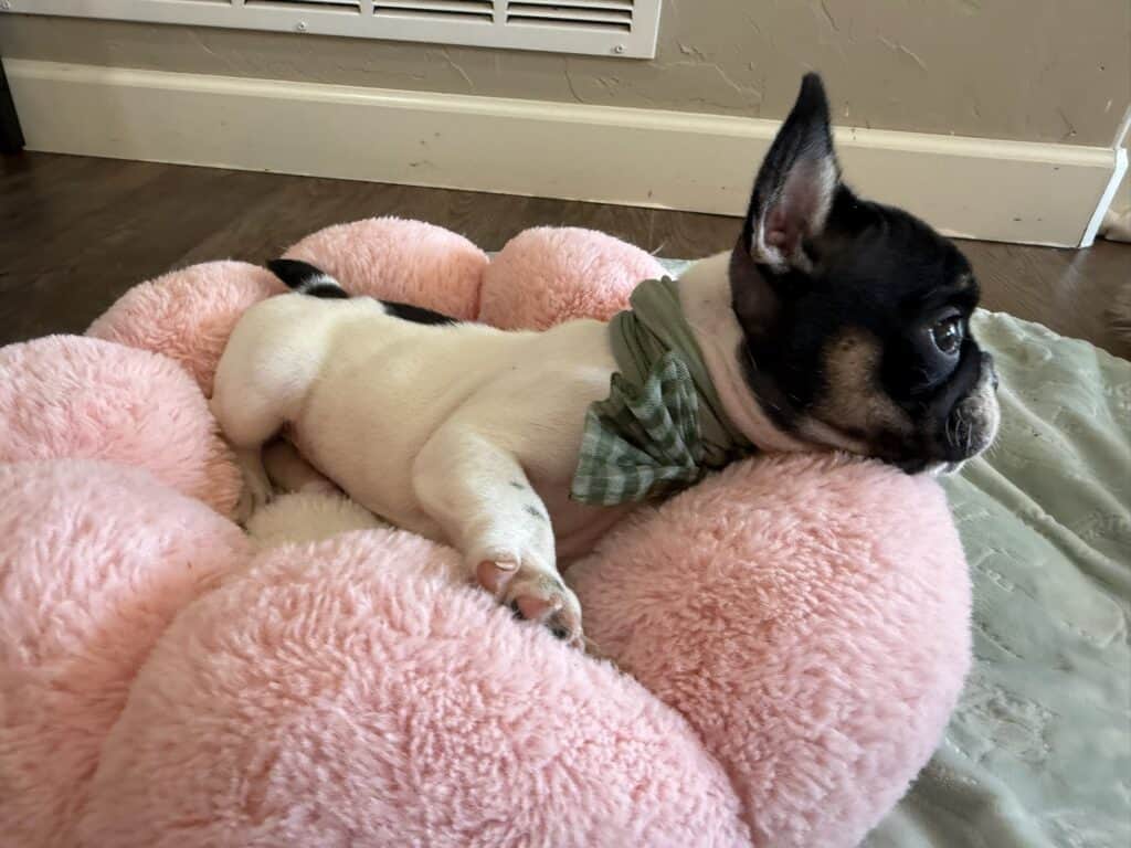 Miley | Brindle Pied French Bulldog Female | Available in Nov 2025