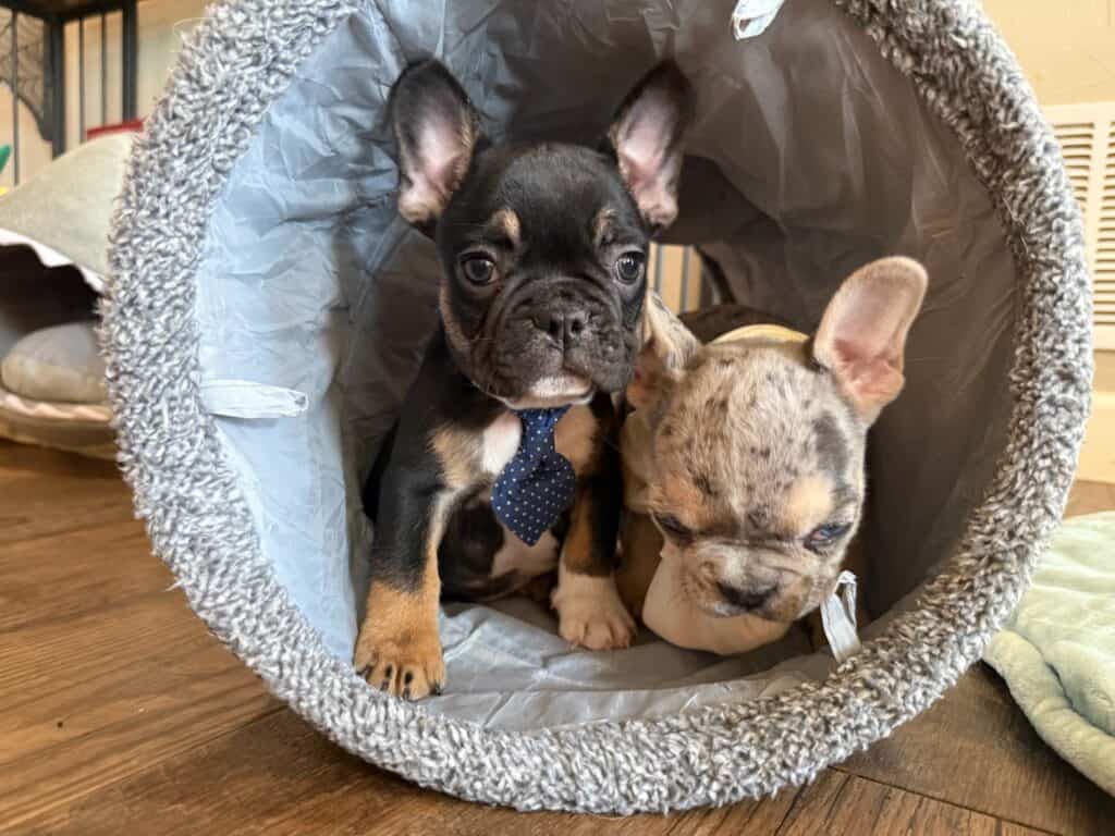 Mario | Black & Tan French Bulldog Male | Available in Nov 2025