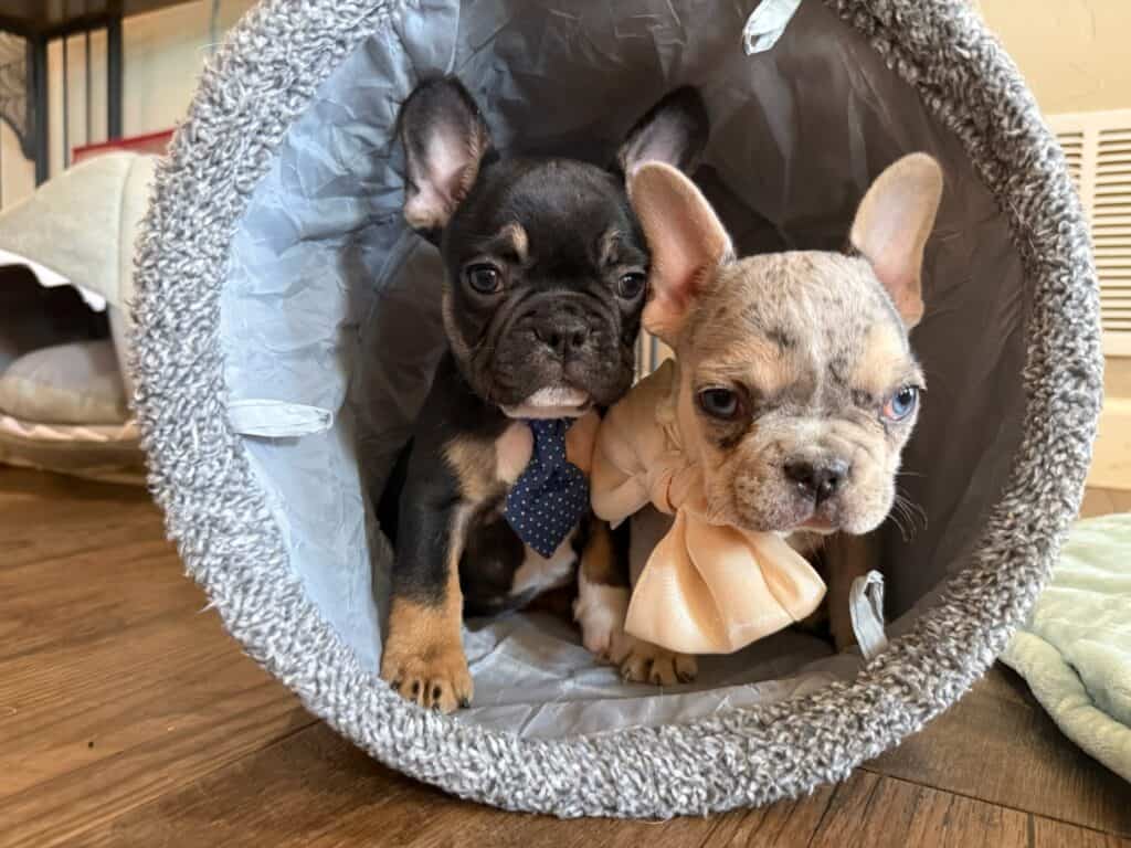 Mario | Black & Tan French Bulldog Male | Available in Nov 2025