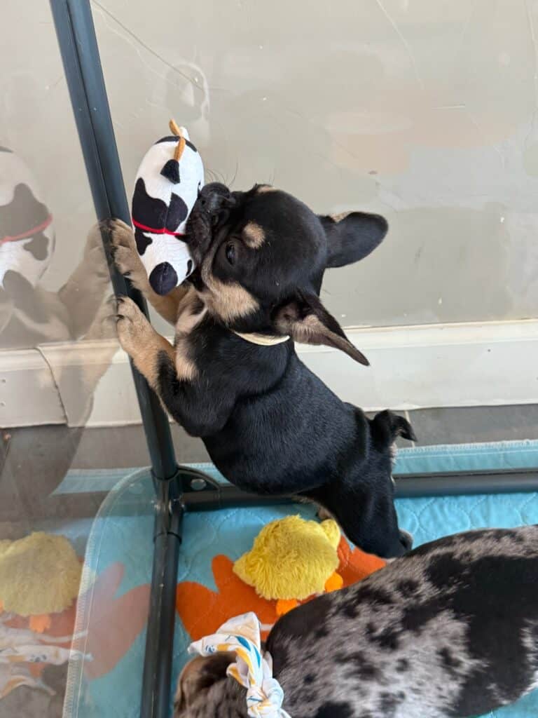 Lily | Black & Tan French Bulldog Female | Available in Nov 2025