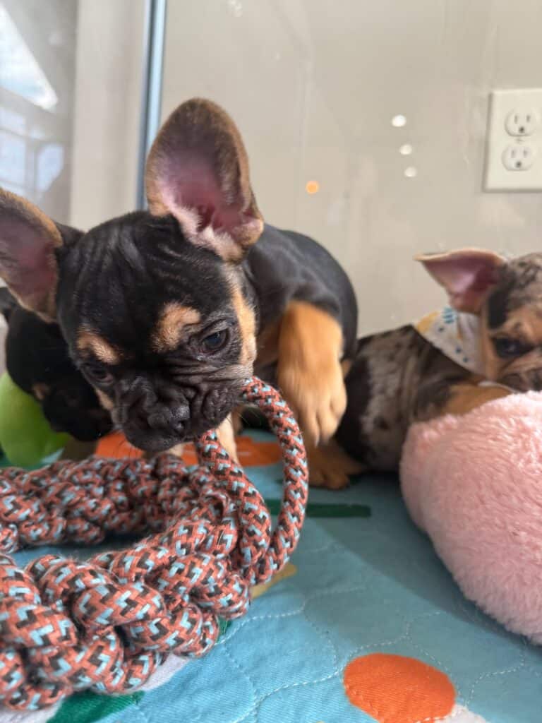 Lexi | Black & Tan French Bulldog Female | Available in Nov 2025