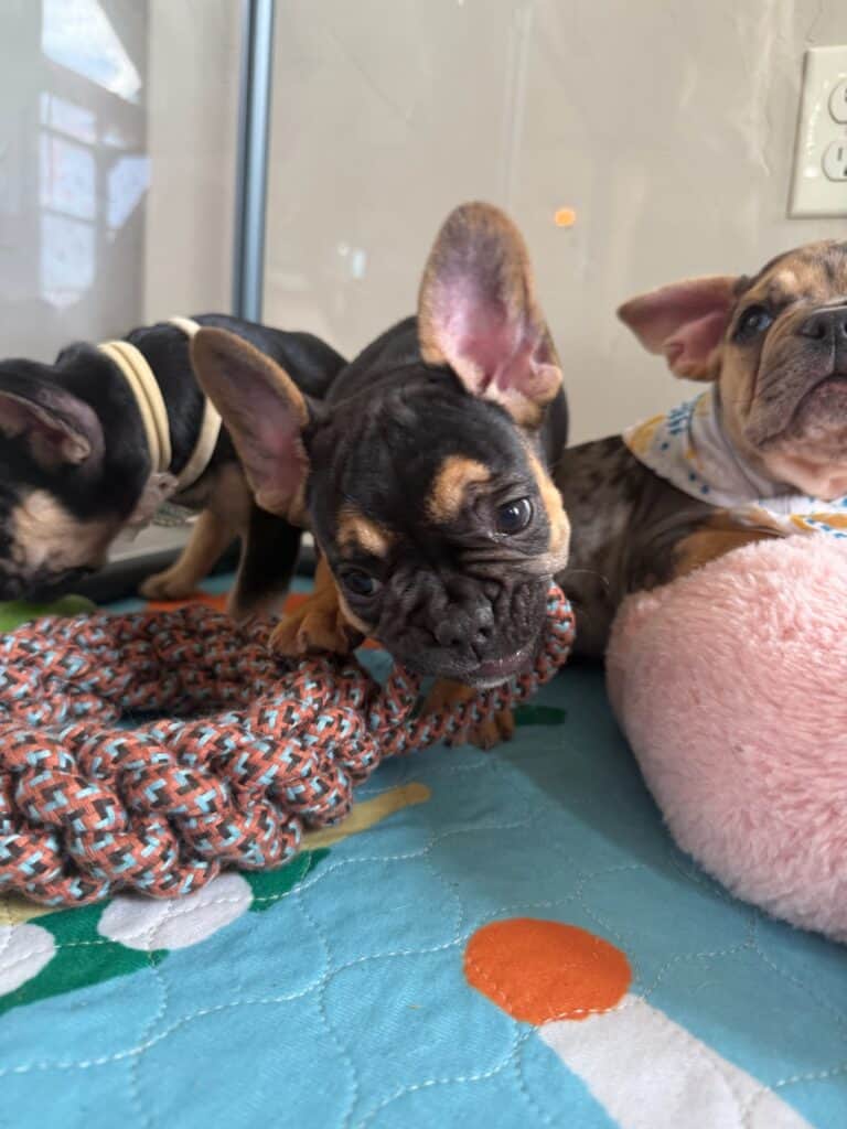 Lexi | Black & Tan French Bulldog Female | Available in Nov 2025