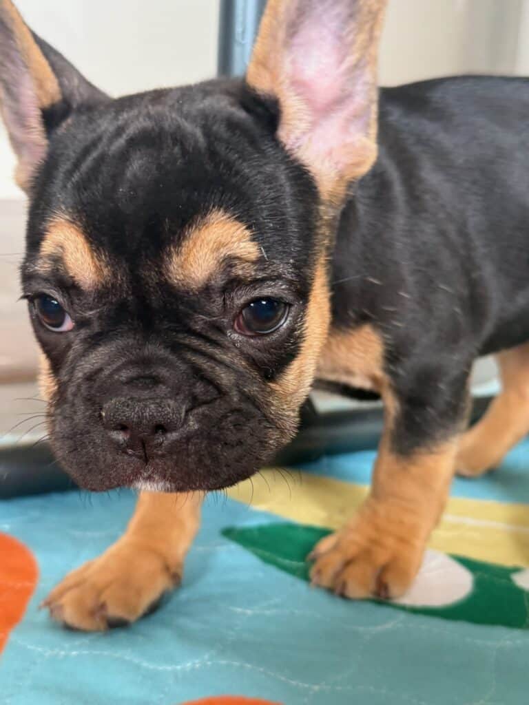 Lexi | Black & Tan French Bulldog Female | Available in Nov 2025