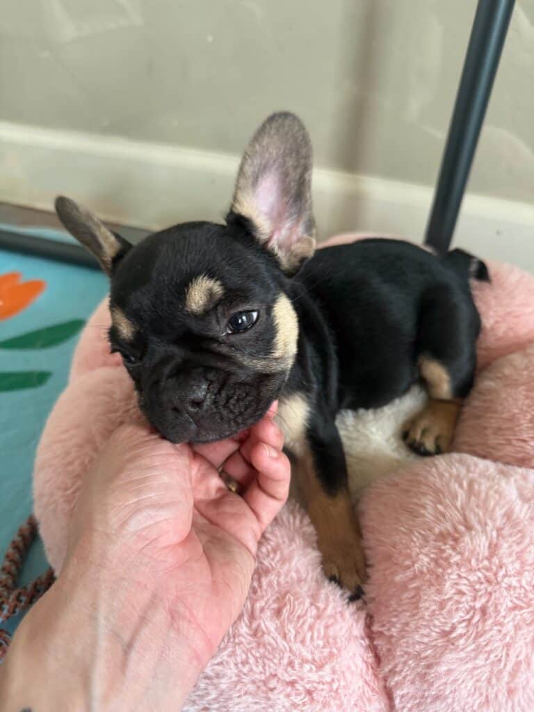 Lily | Black & Tan French Bulldog Female | Available in Nov 2025