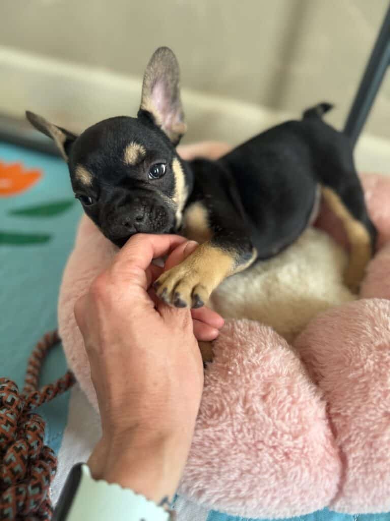 Lily | Black & Tan French Bulldog Female | Available in Nov 2025