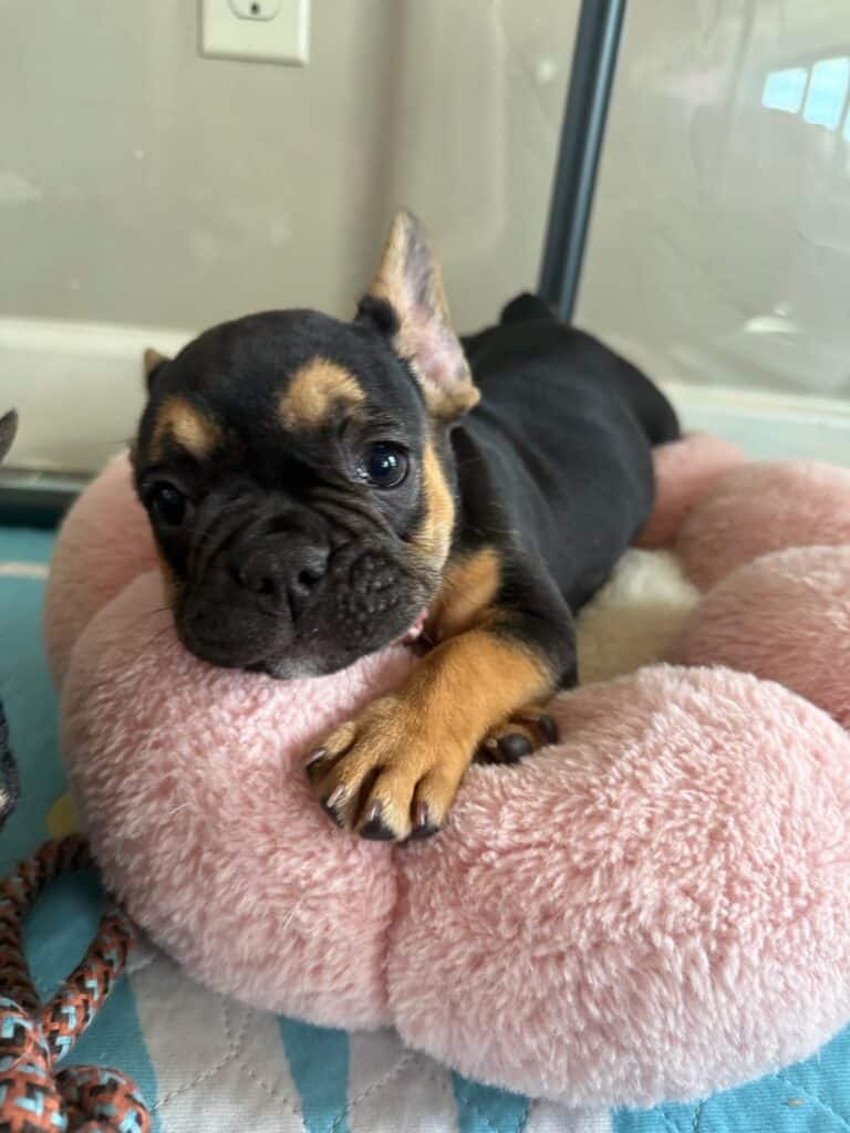 Lexi | Black & Tan French Bulldog Female | Available in Nov 2025