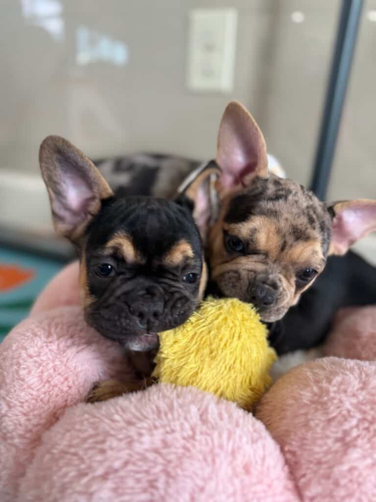 Lexi | Black & Tan French Bulldog Female | Available in Nov 2025